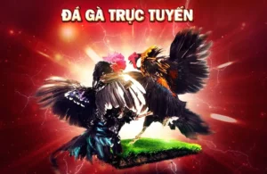 Cách Chơi Đá Gà 3D Tại Fun88 Hiệu Quả Cho Người Mới